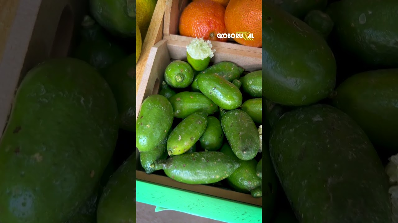 Limão Caviar: espécie exótica pode custar até R$ 2 mil o quilo