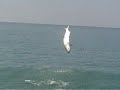 tarpon fishing boca grande