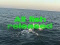 tarpon fishing boca grande