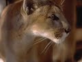 As promised I have remade this video tribute for my dear friend Ceci. Her love for the 