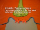 The Synapse - Claymation