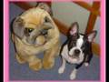 Boston Terrier (Laila e Bud) ボストンテリア