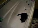 ボール猫動画