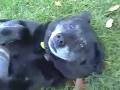 Rock and Ruff - Starr