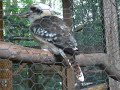 Kookaburra laughing