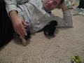 TINY TEACUP MORKIES! - www.yorkiecuties.com (video #11)