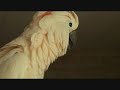 Talking BIRD , Cockatoo, Parrot, saying Rub the Bird....