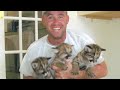 !!!Vote SCOTT LOPE - Animal Planet HERO OF THE YEAR!!! animal.discovery.com Scott Lope is the Director of Operations at Big Cat Rescue and has dedicated his life to caring for abandoned, neglected and orphaned big cats for over 10 years! You can vote every day until september 27th, every vote counts! Cast your vote here: animal.discovery.com For more info about BIG CAT RESCUE visit: www.bigcatrescue.org Find us on FACEBOOK www.facebook.com MYSPACE: www.myspace.com TWITTER: twitter.com DONATE: www.bigcatrescue.org THANK YOU!