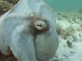 Octopus Camouflage