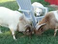 Fainting Goat Studs Sharing Food