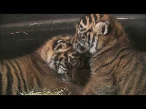 tiger cub