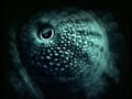This Strange effect - Hooverphonic This Strange effect - Hooverphonic