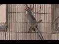 Mexican mockingbird or cenzontle