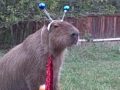 Caplin Rous in The Alien Capybara