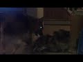 PUPPIES PLAYING AWW PUPPIES PLAYING AWW
