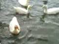 patos pirañas