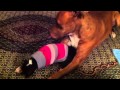 Daisy and Hughey - YouTube