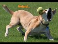 Funny Dogs Vol 1