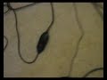 [Tuto] Comment brancher le  tritton AX-180 ou AX-120 en HDMI sur sa Xbox Deuxième partie .