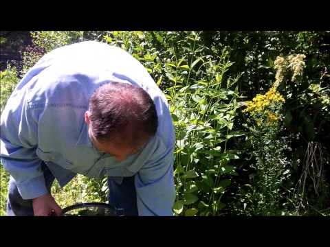 how to harvest sweet peas