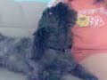 singing dog