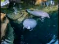 videos de Manatees at SeaWorld - Orlando, Florida