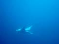 Manta Ray  - Kuanta wreck