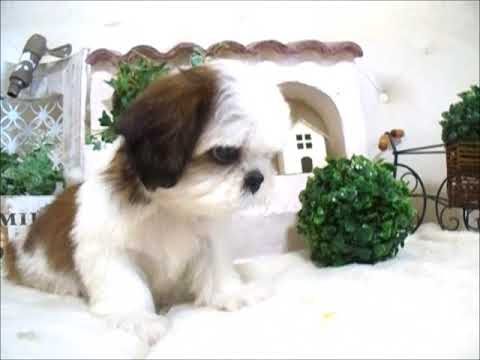 YouTube Preview Image