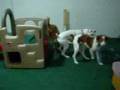 Boxer Stops Playtime at Doggie DayCare