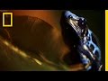 National Geographic Live! - Mattias Klum: Lions, Leeches and Cobra Tongues