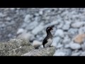 Parakeet Auklet 2, FullHD by JH1RNZ