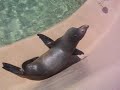 Sea Otter
