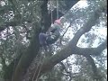 Entering The Tree Entering The Tree