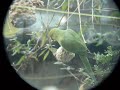 Ring-necked Parakeet on suet ball