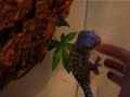 Barking Gecko