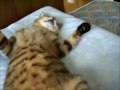 関西バンザイにゃんこ