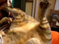 関西バンザイにゃんこ