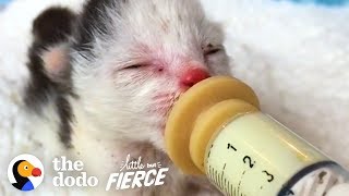 This Teeny, Pink, Sunburned Kitten Grow Up to Be GORGEOUS and Fluffy | The Dodo Little But Fierce by The Dodo