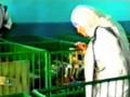 videos de Depende di Jarabe De Palo. La tua vita da cosa dipende?