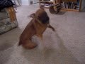 daytona chasing his tail.MOV