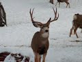2009 Wyoming Hunt