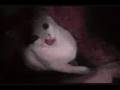 TheMeanKitty-Corys new cat Chanta