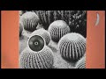 Apollo Sunshine - 