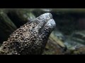 Japanese Giant Salamander