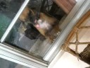 Penny at  the Window