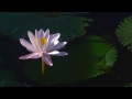 (HD 720p) Waltz of the Flowers (The Nutcracker), Tchaikovsky