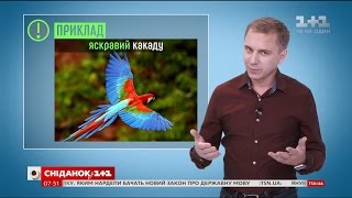 Експрес-урок від Олександра Авраменка: рід невідмінюваних іменників іншомовного походження типу колі
