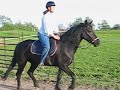 Moriesian Mare Ride Moriesian Mare Ride