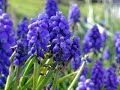 Frederic Chopin & The Fabulous Flowers of Scotland Frederic Chopin & The Fabulous Flowers of Scotland