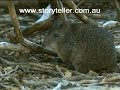 Part 6 Mini Kangaroos and other Marsupials Part 6 Mini Kangaroos and other Marsupials